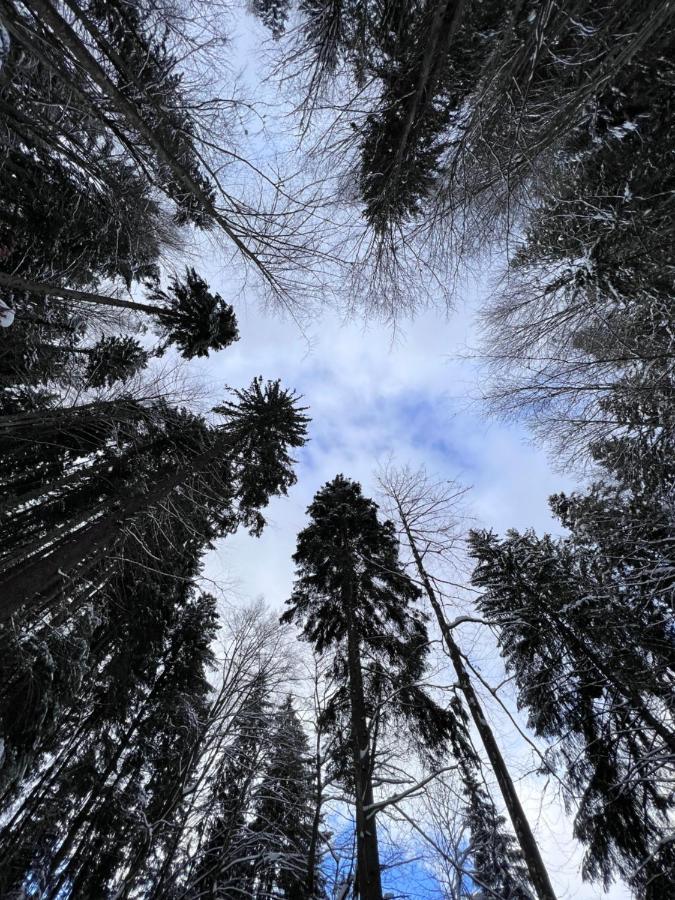 Садиба Between Mountains Mizhhirya  エクステリア 写真
